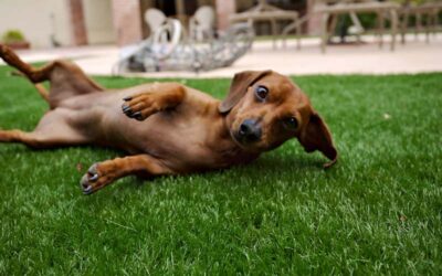 How Artificial Turf Prevents Pet Damage to Lawns in Louisville