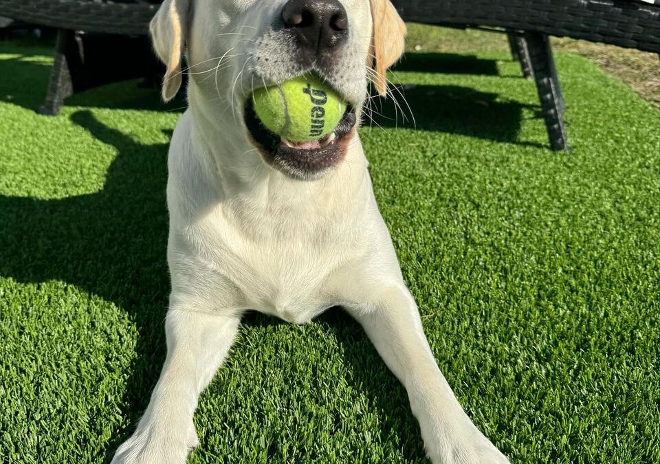 sarasota turf pet