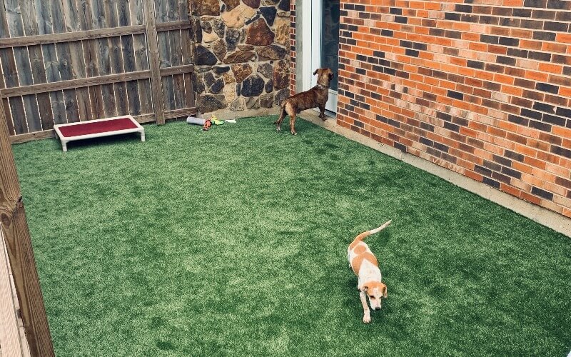 Professional Artificial Pet Grass Installation Services