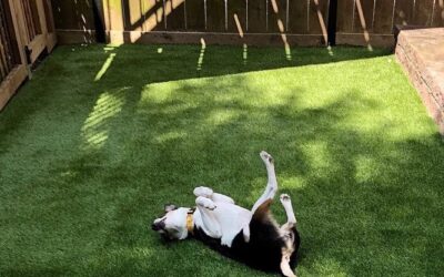 Dog-Proof Your Sarasota Yard: 3 Key Benefits of Installing K9Grass Synthetic Turf for Happy Pets